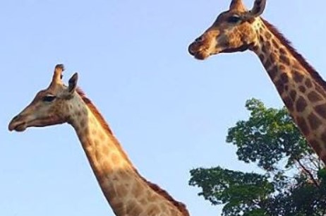 parques-e-reservas-ecologicas-do-governo-zoologico-de-sao-paulo